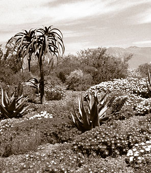 Während der alljährlichen Blütezeit verwandelt sich die karge Landschaft des Namaqualandes in ein verschwenderisches Farbenmeer.